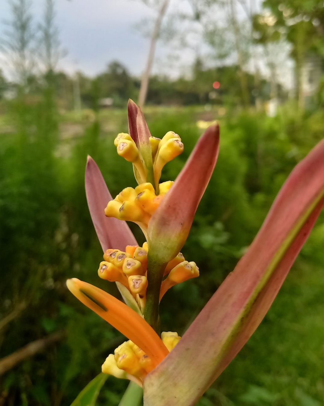 Bunga di Stasiun Indonesia - foto kereta api terbaru