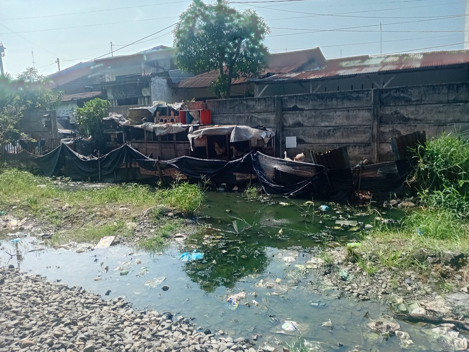 Kandang ayam dan angsa di dekat rel